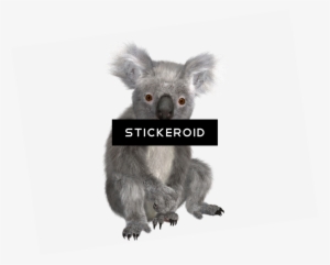 Koala