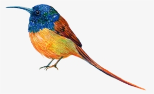 Hand Painted A Robin Png Transparent - Portable Network Graphics
