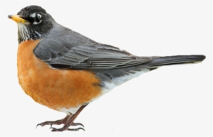 Bird Robin Png - American Robin Png
