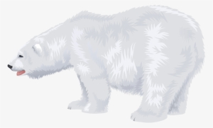 Polar Bear Free Transparent Images - Portable Network Graphics