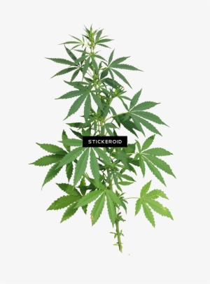 Cannabis Nature - Cannabis Png