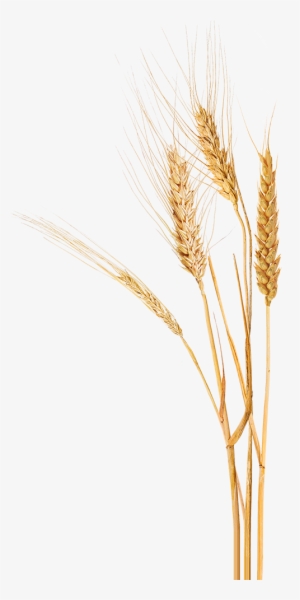 Paine Schwartz Wheat - Wheat