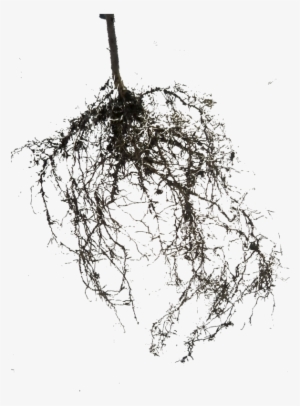 Thumb Image - Raices Png