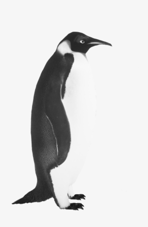 Penguin Clip Art Emperor Penguin - Emperor Penguin Clip Art