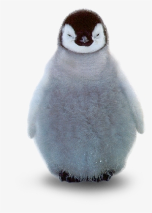 Penguin - Baby Penguin No Background