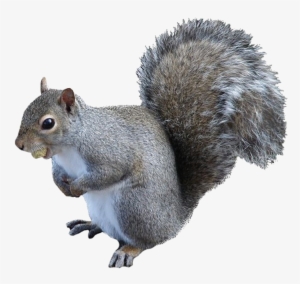 Squirrel Png High-quality Image - Squirrel Png