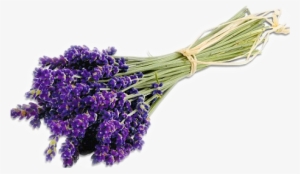Pec Lavender Farm - Pure Body Naturals 100% Pure Bulgarian Lavender Essential