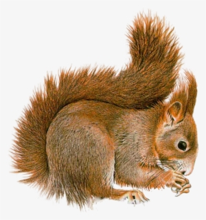 Best Free Squirrel Png Image - Squirrel Png Gif