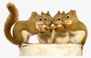 Squirrel Png Download - Squirrels Sharing