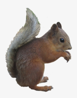 Squirrel Png, Download Png Image With Transparent Background, - Squirrel With Clear Background