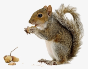Squirrel Png