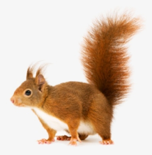 Squirrel Png, Download Png Image With Transparent Background, - Chapelwood Cpw3903 1.5 Kg Squirrel Food - Mixed