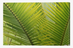 Two Fan Shaped Green Palm Leaves Canvas Print • Pixers® - Canvas