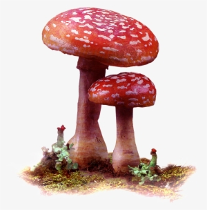 Two Deep Mountain Mushrooms Transparent - 蘑菇 水彩