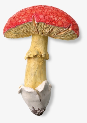 Original Mushroom - Mushroom