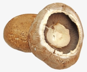 Mushroom Cultures - Portobello Mushroom Transparent Background
