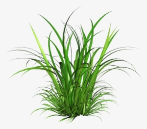 Free Ornamental Grass Png - Tall Grass Texture Png
