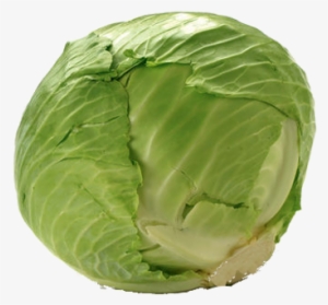Cabbage - Green - Cabbage Price
