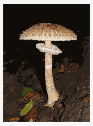 Download から かさ だけ Clipart Parasol Mushroom Lepiota - Parasol Mushroom