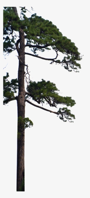 Beautiful High Definition Close Up Pine Png - Pine