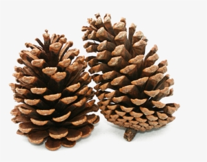 Pine Cone Png Background Image - Many Types Of Cone Bearing Plants