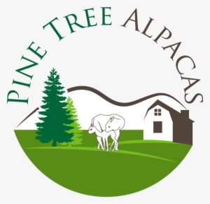 Pine Tree Alpacas