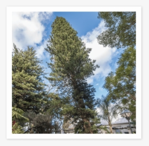 Pencil Pine - Shortleaf Black Spruce