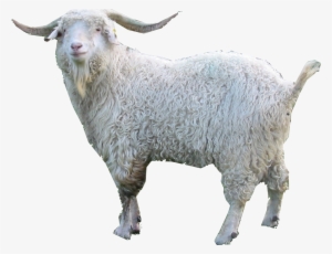 Goat Png Images - Angora Goat Clipart