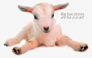 Goat "big Box Stores Are - Goat
