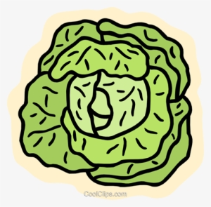 Lettuce - Salat Clipart