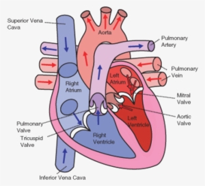 The Direction Of Blood Flow Through The Heart - Human Heart