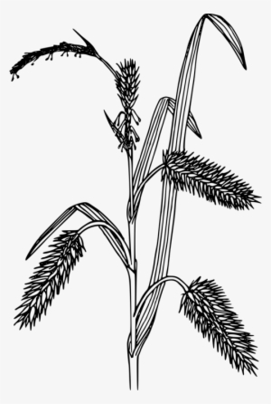 Black And White Carex Hystericina Grasses Computer - Sedges Clipart Black And White
