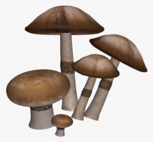 Mushrooms, Fantasy, Digital Art, Isolated, Png - Mushroom Digital Art