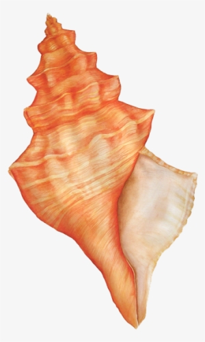 Sea Shells Watercolor Png