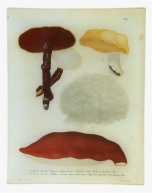 2 - Mushroom