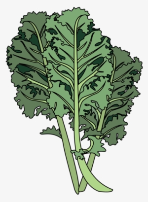 Kale - Png Kale Leaf