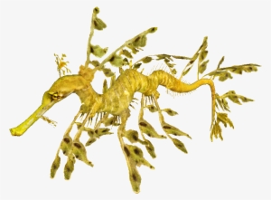 Leafy Sea Dragon Transparent