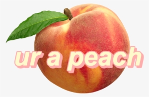 You Could Be The - Aesthetic Peach Fruit