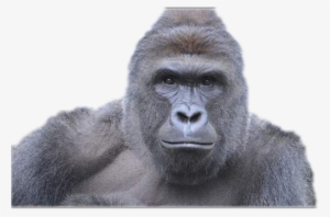 Report Abuse - Trump As A Gorilla