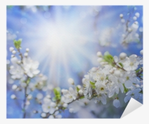 Cherry Blossoms Over Blurred Nature Background/ Spring - Still And Know. . .: 365 Devotions For Abundant Living