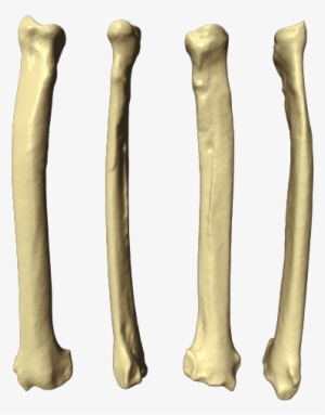 3d Radius Bone