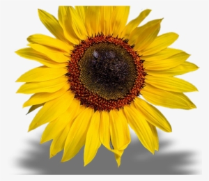 Sunflowers Png Transparent Images - Poster