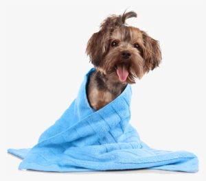 Dog Grooming - Trimsalon Lingemeer.