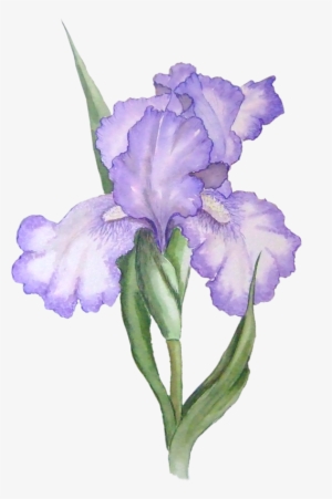 Фото, Автор Lady - Iris Flower Png