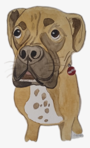 Boxer