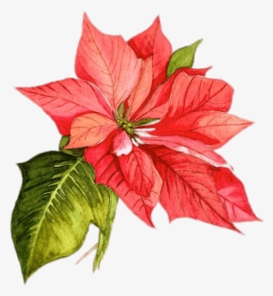 Poinsettia Drawing Png - Christmas Flower Watercolor Png