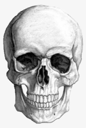 ☁ Transparents ☁ - Skull Drawing Pencil