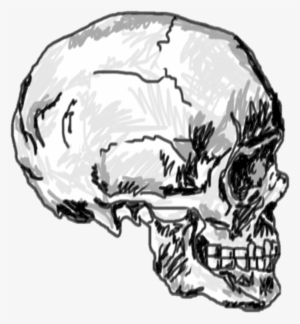 Transparent Skull By Acidic - Skull