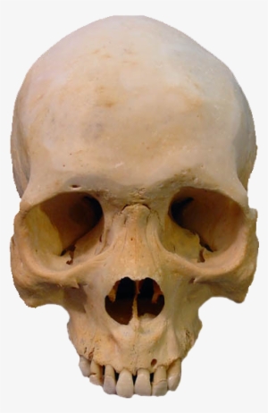 Skull Png Image - Real Human Skull Png