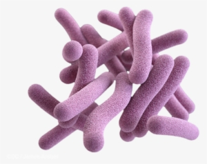 Mycobacterium Tuberculosis Bacteria Png
